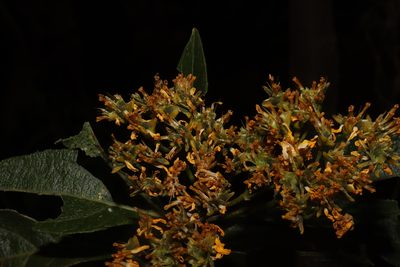 Verbesina oligantha, photographed by alejandrozab