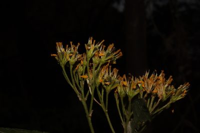 Verbesina oligantha, photographed by alejandrozab