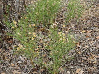 Baccharis darwinii, photographed by Guillermo Debandi