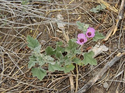 Sphaeralcea mendocina, photographed by Guillermo Debandi