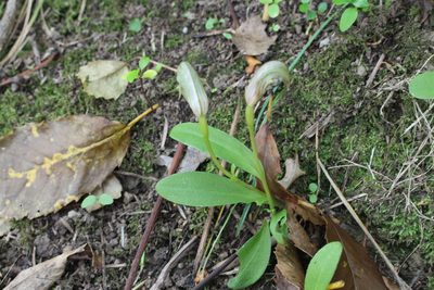 Pterostylis areolata, photographed by Joe Potter Butler