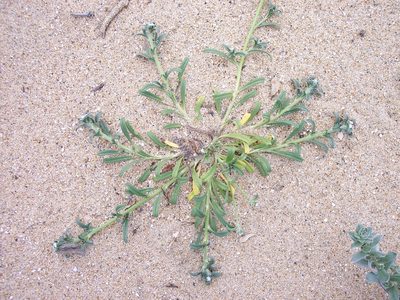 Cryptantha leiocarpa, photographed by kclarksdnhmorg
