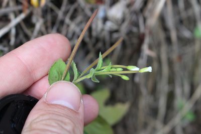 Epilobium pubens, photographed by Joe Potter Butler
