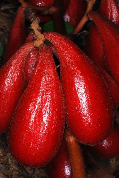 Cyrtosia septentrionalis, photographed by Douglas Goldman
