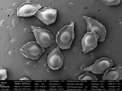Cyrtosia septentrionalis, photographed by Douglas Goldman