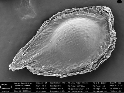Cyrtosia septentrionalis, photographed by Douglas Goldman