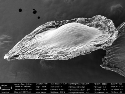 Cyrtosia septentrionalis, photographed by Douglas Goldman