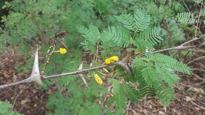 Vachellia collinsii, photographed by geralg