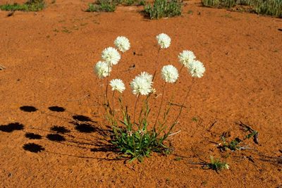 Cephalipterum drummondii, photographed by T. Hammer
