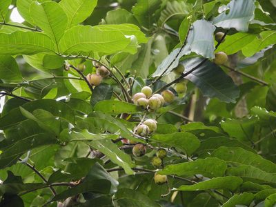 Aphanamixis polystachya, photographed by Cheongweei Gan