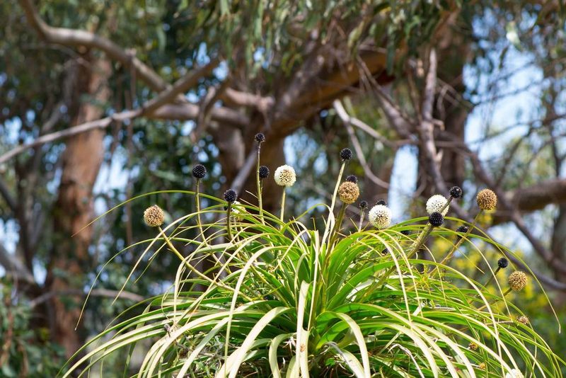 Dasypogon hookeri, photographed by T. Hammer