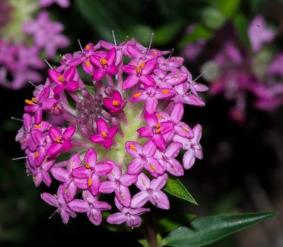 Pimelea rosea, photographed by T. Hammer