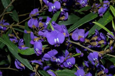 Hovea elliptica, photographed by T. Hammer