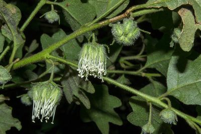 Chorilaena quercifolia, photographed by T. Hammer