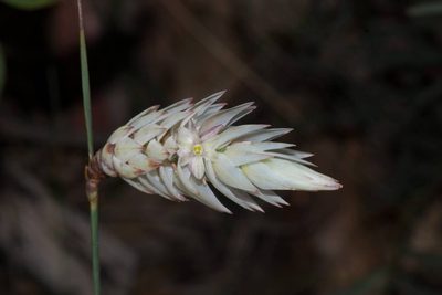 Johnsonia lupulina, photographed by T. Hammer