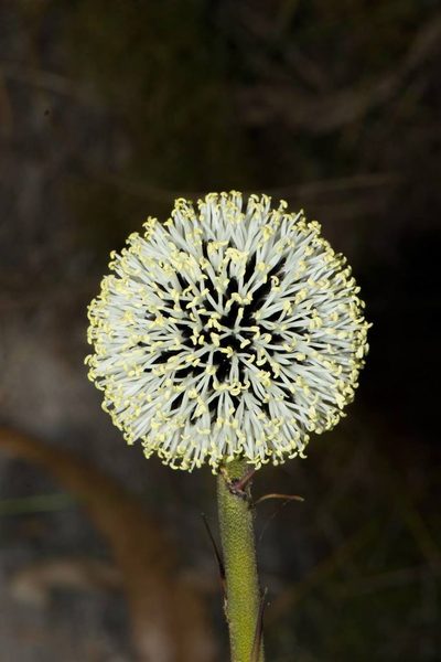 Dasypogon hookeri, photographed by T. Hammer