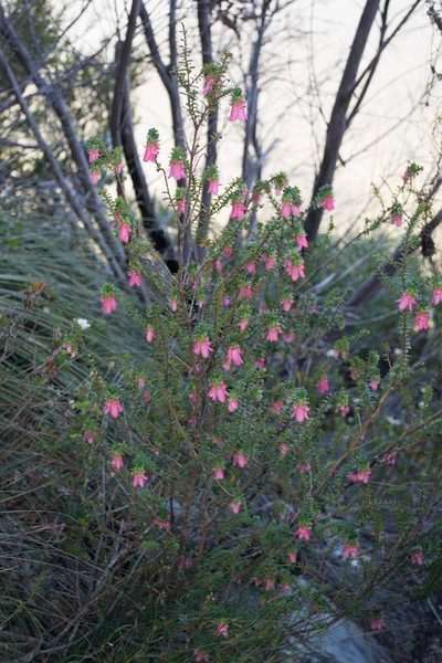 Darwinia squarrosa, photographed by T. Hammer