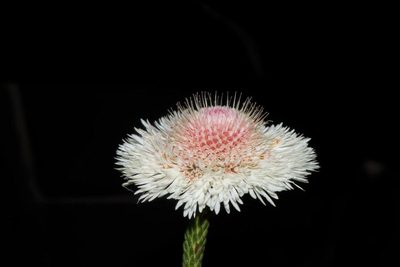 Actinodium cunninghamii, photographed by T. Hammer