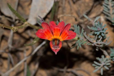 Leschenaultia formosa, photographed by T. Hammer