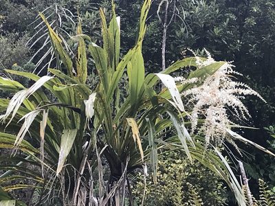 Cordyline banksii, photographed by Mike Dickison