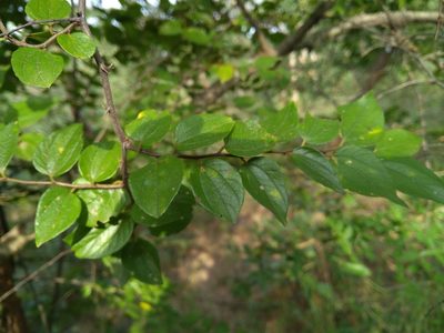 Ziziphus oenopolia, photographed by Mittal Gala