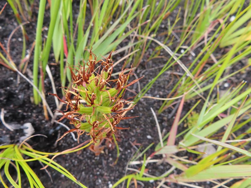 Pachites bodkinii, photographed by linkie