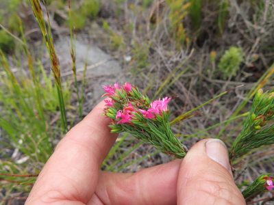 Erica bracteolaris, photographed by linkie