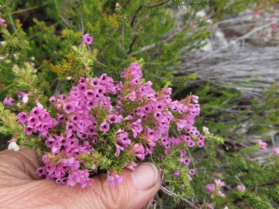 Erica melanthera, photographed by linkie