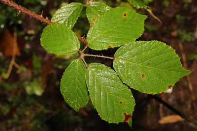 Rubus dasyphyllus, photographed by Stephen James McWilliam