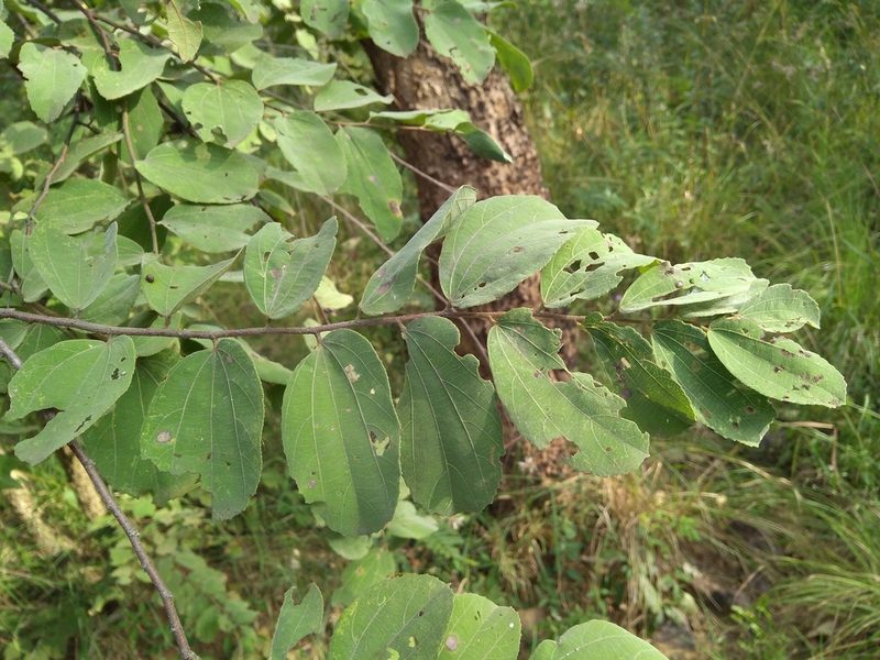 Grewia orbiculata, photographed by Mittal Gala