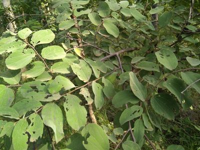 Grewia orbiculata, photographed by Mittal Gala