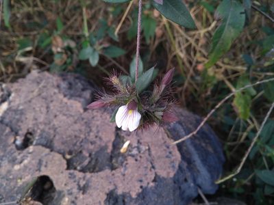 Blepharis maderaspatensis, photographed by Mittal Gala