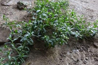 Lepidium juvencum, photographed by John Barkla