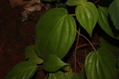 Miconia matudae, photographed by alejandrozab