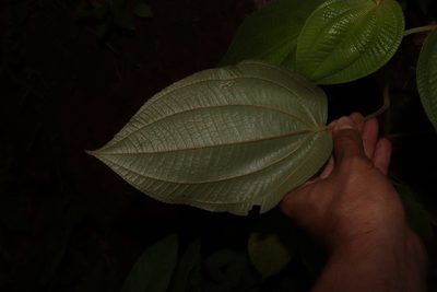 Miconia matudae, photographed by alejandrozab