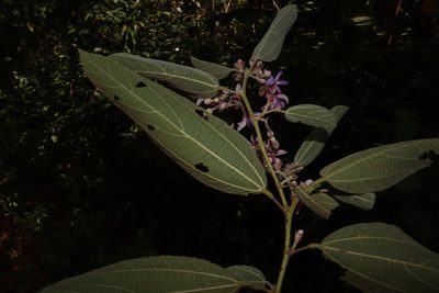 Trichospermum mexicanum, photographed by alejandrozab
