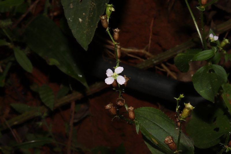 Arthrostemma alatum, photographed by alejandrozab