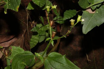 Arthrostemma alatum, photographed by alejandrozab