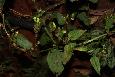Arthrostemma alatum, photographed by alejandrozab