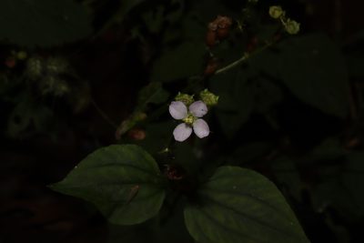 Arthrostemma alatum, photographed by alejandrozab