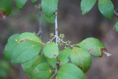Forestiera ligustrina, photographed by Scott Loarie