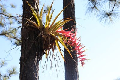 Tillandsia prodigiosa, photographed by alejandrozab