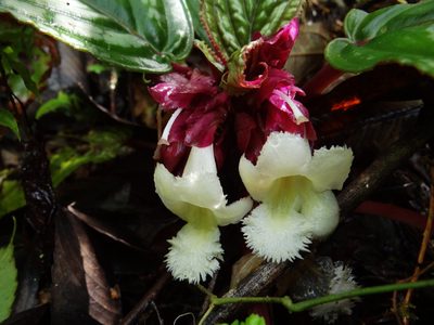 Drymonia turrialvae, photographed by Yves Bas