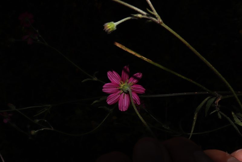 Bidens aequisquama, photographed by alejandrozab