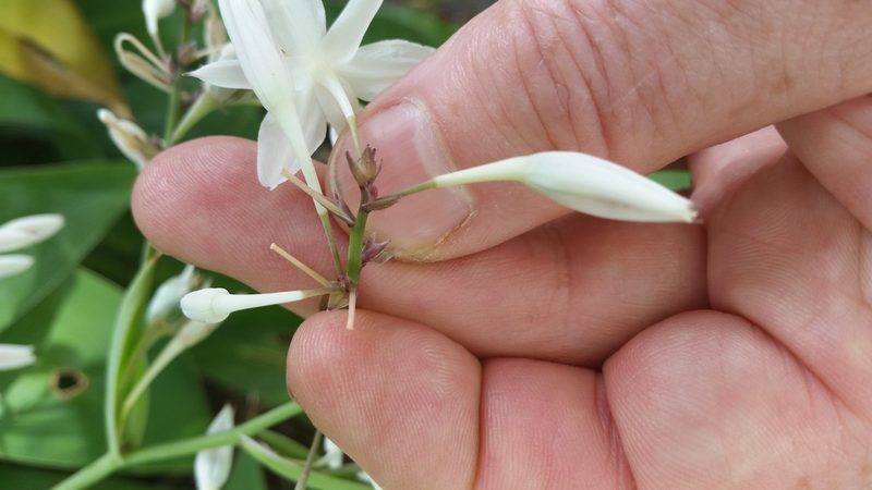 Arthropodium bifurcatum, photographed by Peter de Lange