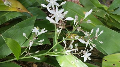Arthropodium bifurcatum, photographed by Peter de Lange