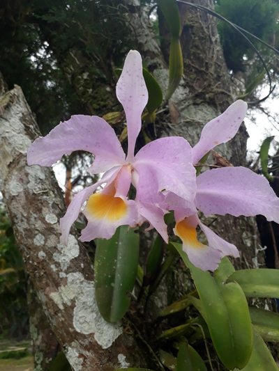 Cattleya schroederae, photographed by Angelica María Batista Morales