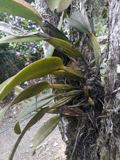 Cattleya schroederae, photographed by Angelica María Batista Morales