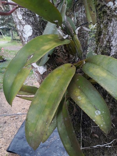 Cattleya schroederae, photographed by Angelica María Batista Morales