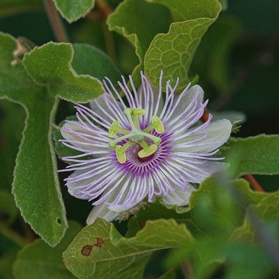 Passiflora pentaschista, photographed by Bill Levine